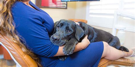 Meet Stella Our Therapy Dog