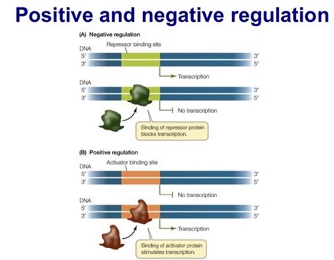 Regulation Of Gene Expression Prokaryotes Flashcards Quizlet