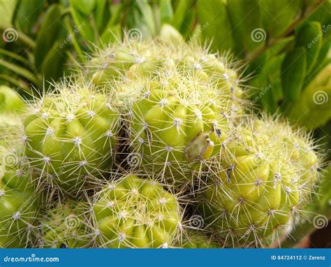 Cacto Dourado Da Bola Ou Cacto De Echinopsis Foto De Stock Imagem De