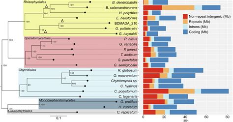 Two Speed Genome Evolution Drives Pathogenicity In Fungal Pathogens Of