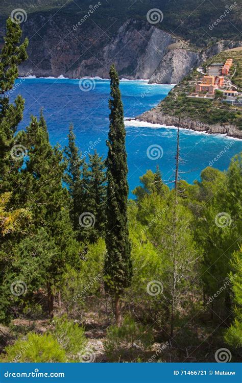 Mediterranean Cypress (Cupressus Sempervirens) Stock Image | CartoonDealer.com #34142659