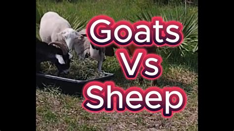 Best Goats Vs Sheep Facts Youtube