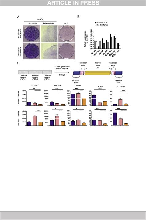 Generation of stem cell-based bioartificial anterior cruciate ligament (ACL) grafts for ...