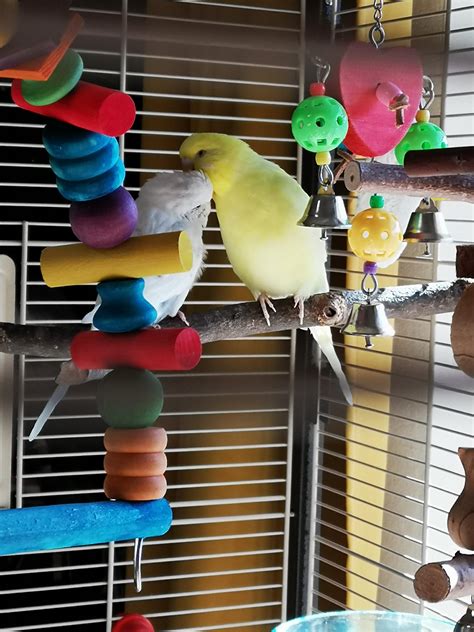 Its So Cute I Could Cry Rbudgies