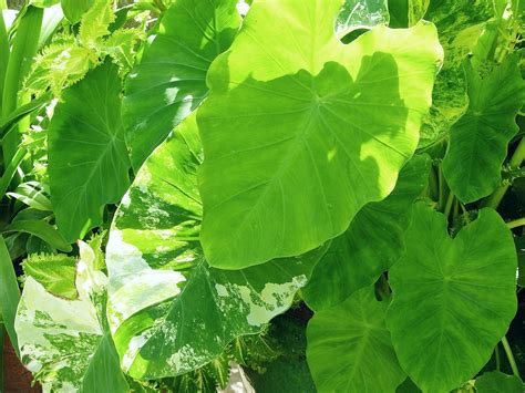 How To Propagate Elephant Ear Plants In Easy Steps