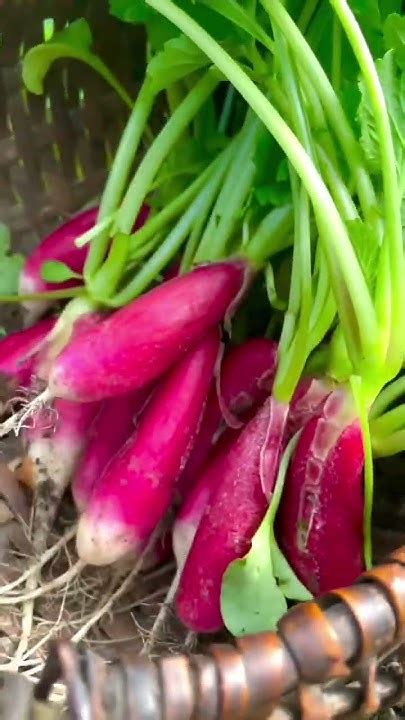 Sayur Lobak Merah Red Radish Veget Youtube