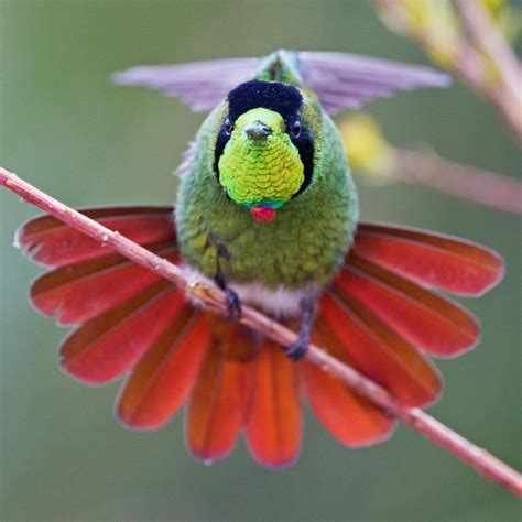 Observa O De Aves Na Chapada Diamantina Discover Chapada