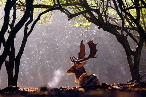 C C C Cold Breath Fallow Deer Buck Photograph By Roeselien Raimond