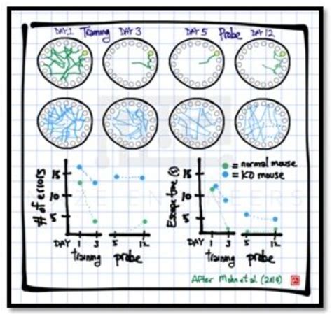 The Barnes Maze Test | Maze Engineers