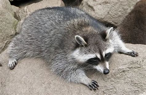 Raccoon Facts For Kids All About Raccoons