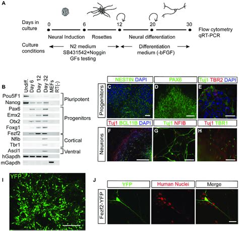 In Vitro Hesc Neural Differentiation Yields Cortical Neurons A