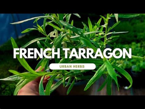 Is Tarragon Easy To Grow A Beginners Guide