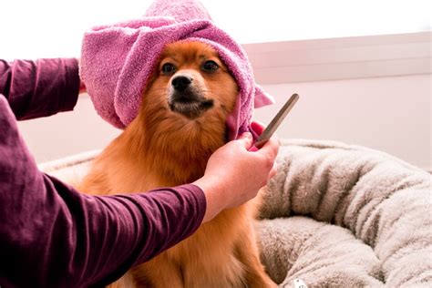 Banho em cachorro qual a frequência ideal Veterinária Pet Pillow