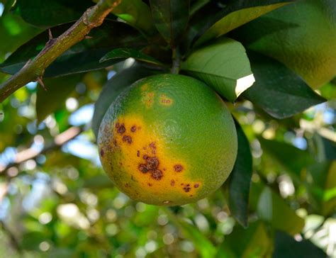 CHBAGRO Principais pragas e doenças no cultivo de Citrus