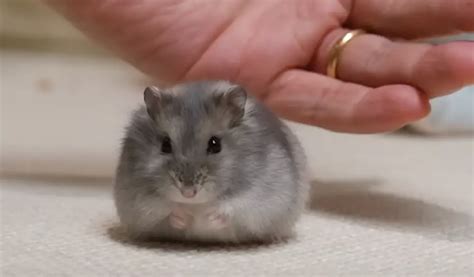 Peut On Laisser Un Hamster Seul Pendant Une Semaine Roedorium