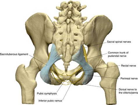 Human Pelvis Posterior