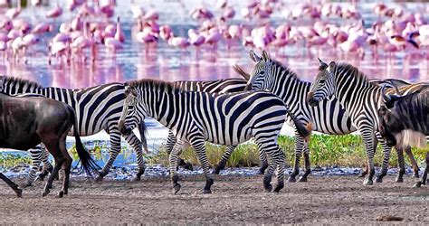 6 Days Tarangire Lake Manyara Serengeti Ngorongoro