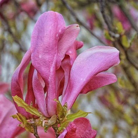 Free Images Blossom Flower Petal Spring Botany Pink Flora