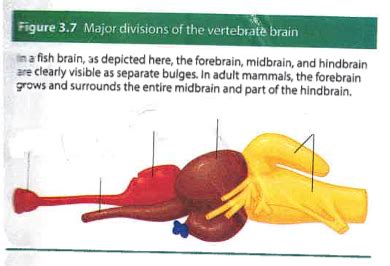 3.7 Major divisions of the brain Diagram | Quizlet