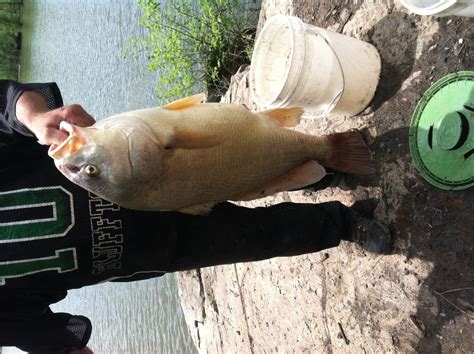 Freshwater Drum Fishes Of Alabama · Inaturalist