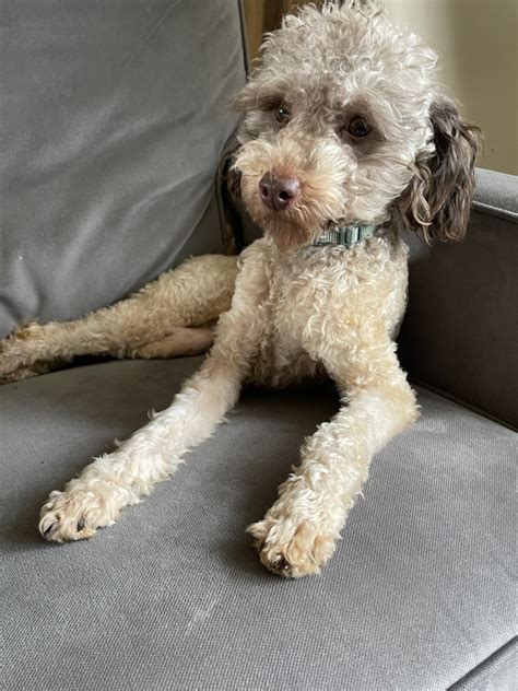 Miniature Poodle For Sale In Quakertown 1 Petzlover