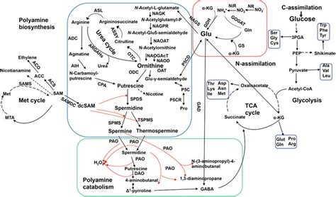 Networks Of Polyamine Metabolic Pathways From N Assimilation To Pa