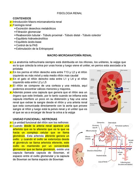 Fisiologia Renal FISIOLOGIA RENAL CONTENIDOS Introducción Macro