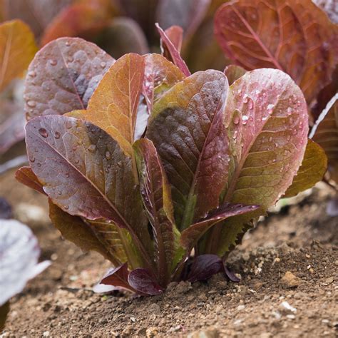 Red Romaine Lettuce Victory Gardeners