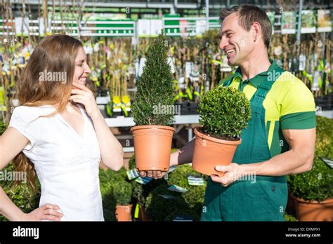 Gardener At Garden Center Or Nursery Presenting Different Boxtrees To