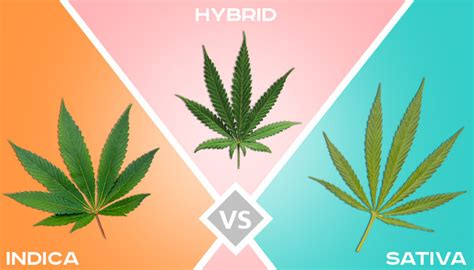 Indica Vs Sativa Vs Hybrid Knowing The Difference Herbies Seeds