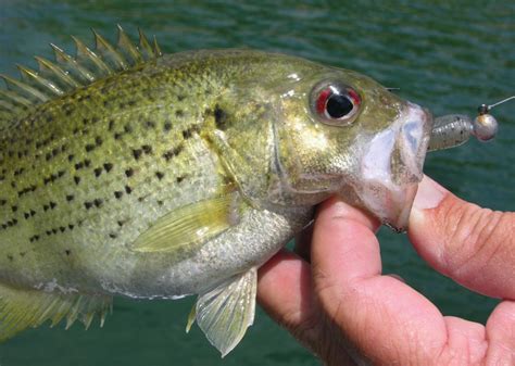 Record Fish Caught in Vermont | Stacker