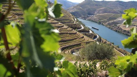 Alto Douro Vinhateiro Patrim Nio Mundial H Anos O Que Ficou Para