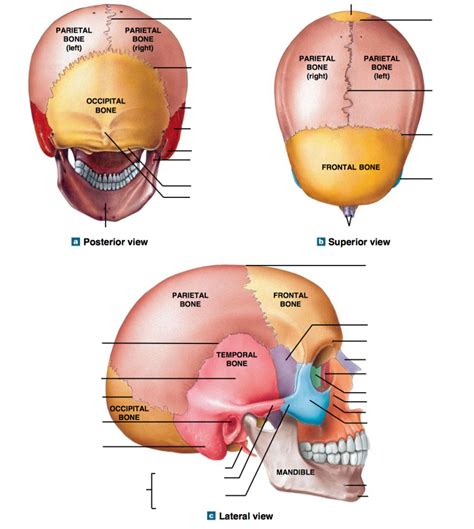 A P Diagram Skull Diagram Quizlet