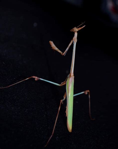 Empusa Hedenborgii Conehead Mantis Pair Mantis Den