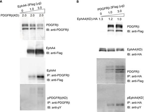 Tyrosine Phosphorylation Of Epha4 And Pdgfrβ In Transfected Hek293t