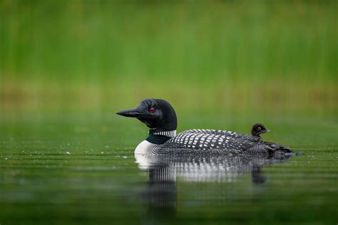 Common Loons - Favorite 100 | Explore Wildlife Photographs Today — Ray
