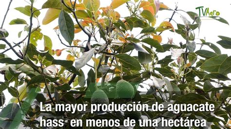 La Mayor Producci N De Aguacate Hass En Menos De Una Hect Rea Tvagro