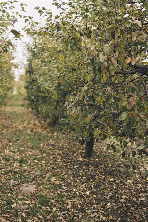 Landscape of an Apple Orchard during Fall Season Stock Photo - Image of ...