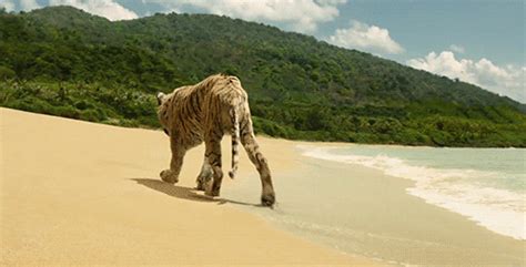 Life Of Pi Tiger GIFs - Find & Share on GIPHY