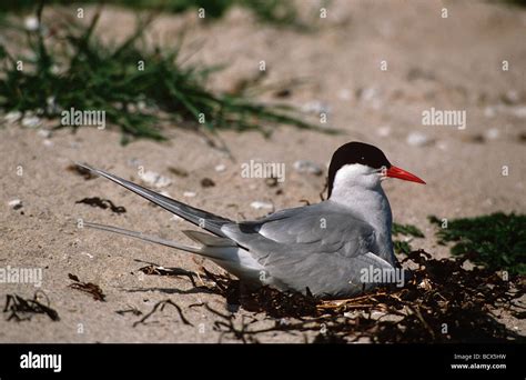 Arctic tern - breeding - Sterna paradisaea Stock Photo - Alamy