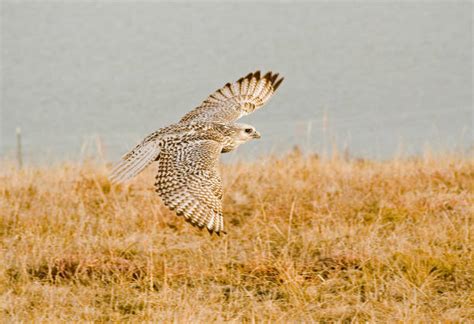 Gyrfalcon Stock Photos Pictures And Royalty Free Images Istock