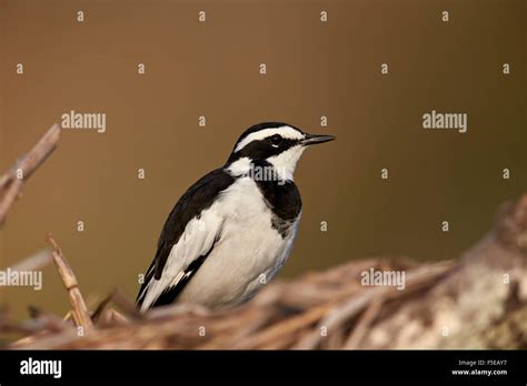African Wagtail Bird Hi Res Stock Photography And Images Alamy