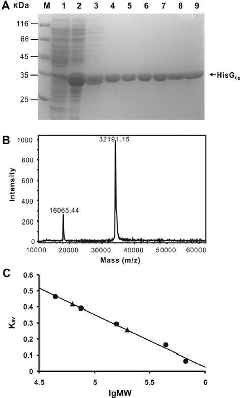 Puri Fi Cation And Identi Fi Cation Of Recombinant HisG Cg In Vitro