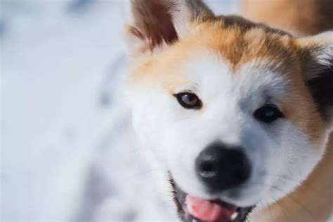 89+ Akita Names (BEST Picks For 2024!) - Blog Of Tom