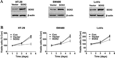 Figure 1 From Sex Determining Region Y Box 2 Inhibits The Proliferation