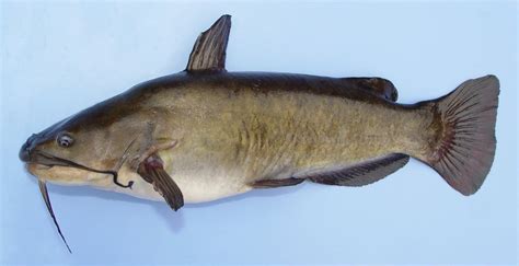 Bullhead, Brown uconn fishhead | www.roughfish.com