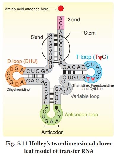 TRNA The Adapter Molecule Molecular Genetics