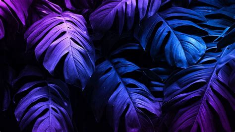 Neon Leaves Wallpapers 4k Hd Neon Leaves Backgrounds On Wallpaperbat