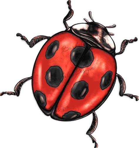 Ladybug Png Sublimation Design Ladybird Png Watercolor Ladybug Png