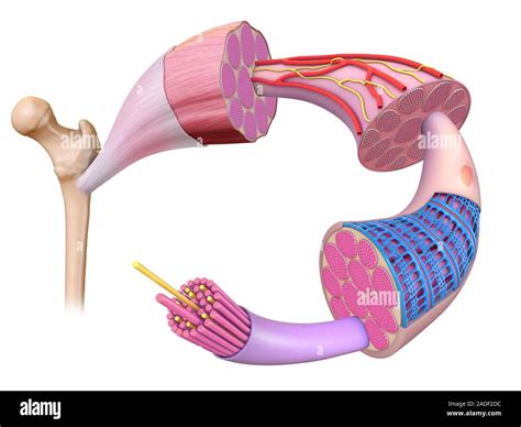 Anatomie De La Fibre Musculaire Illustration Montrant La Structure Des